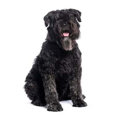 Bouvier des Flandres 'in beyaz arka planda oturan ve nefes nefese nefes nefese soluyan stüdyo fotoğrafı.