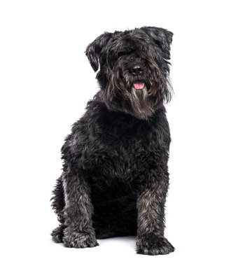Bouvier des Flandres 'in beyaz arka planda oturan ve nefes nefese nefes nefese soluyan stüdyo fotoğrafı.