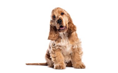 Sevimli İngiliz cocker spaniel köpek yavrusu, beyaz bir zemine karşı tuhaf bir ifadeyle oturuyor ve başını eğiyor.