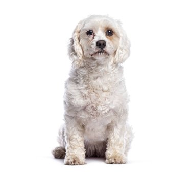 Beyaz bir arka planda oturan ve ileriye bakan şirin beyaz bir cavachon köpeğinin stüdyo fotoğrafı.
