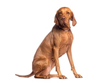 Tatlı Vizsla köpeği oturuyor ve beyaz bir arka planda bekliyor.