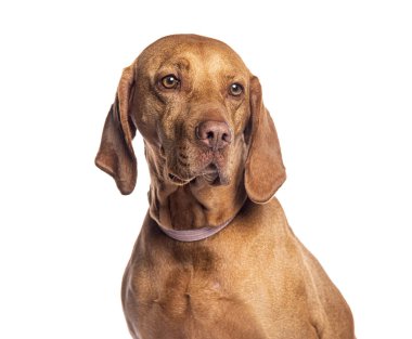 Saf ve güzel Vizsla köpeğinin tasmalı stüdyo portresi, kusursuz beyaz arka planda poz veriyor.
