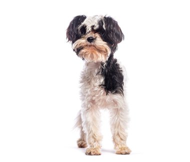 Çekici Bolonka Zwetna köpeği, kusursuz beyaz bir arkaplanda poz veriyor.