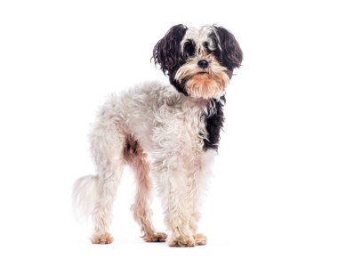 Sevimli melez köpek beyaz arka planda soyutlanmış ve dikkatli görünüyor.