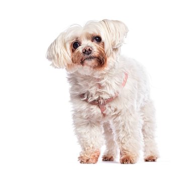 Beyaz arka planda izole edilmiş pembe bir koşum takımı giymiş, ayakta duran ve meraklı görünen sevimli, küçük, beyaz bir Malta köpeği.