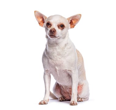 Sevimli küçük köpek oturmuş kameraya poz veriyor, büyüleyici kişiliğini sergiliyor.