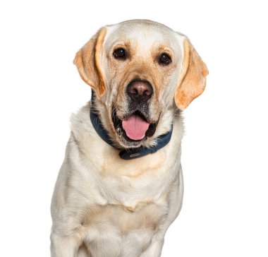Labrador Retriever 'ın soluk soluğa çektiği ve beyaz arka planda mavi yakalı bir elbise giydiği bir stüdyo fotoğrafı.