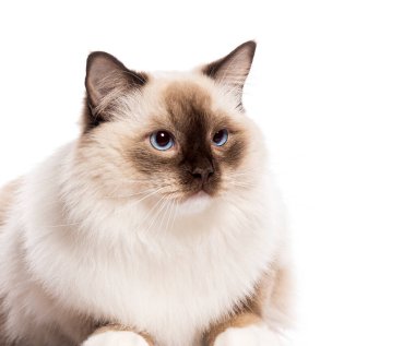 Sevimli bir bez bebek kedi uzanıyor ve beyaz bir arka plana bakıyor, güzel mavi gözlerini ve tüylü kürkünü sergiliyor