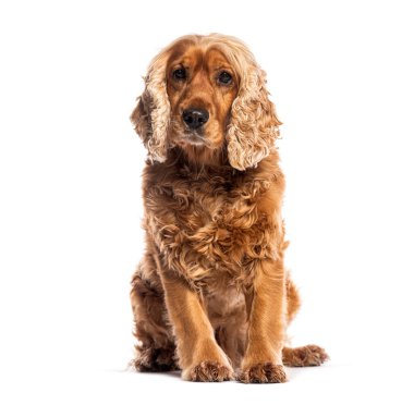 Sevimli İngiliz cocker spaniel beyaz bir arka planda oturup bir portre için poz veriyor.