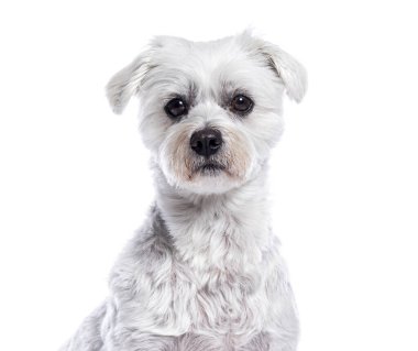 Sevimli beyaz köpek sakince ve sakin bir şekilde beyaz bir zeminde oturuyor.