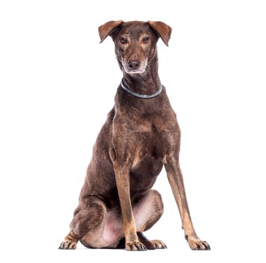 Melez kahverengi köpek, beyaz arka planda oturmuş kameraya bakıyor.