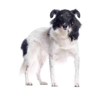 Melez köpek dikilip kameraya bakıyor, beyaz arka planda izole edilmiş.