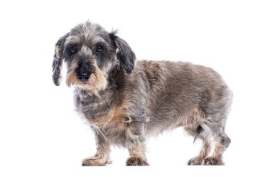 Beyaz arka planda duran ve poz veren yaşlı tel saçlı dachshund.