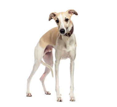 Bir stüdyo ortamında beyaz bir arka planda duran ve poz veren bir tasma takan kamçı köpeği.