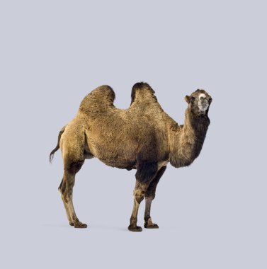 Açık mor bir arka planda duran, belirgin iki hörgücü ve kalın kürkünü sergileyen bir bactrian devenin tüm vücut görüntüsü
