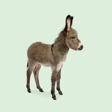 Sevimli koyu kahverengi bebek eşek pastel yeşil arka planda duruyor, sağa bakıyor.