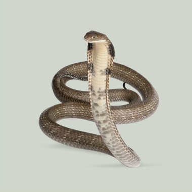 Kral kobra yılanı kapüşonunu açık yeşil arka planda izole edilmiş, tehditkar bir şekilde gösteriyor.