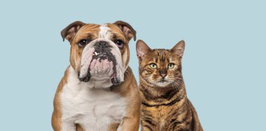 İngiliz Bulldog 'u ve Bengal kedi yan yana mavi arka plandaki kameraya bakarken. 