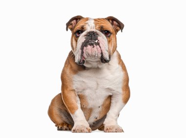 İngiliz Bulldog, 5 yaşında, oturuyor ve kameraya bakıyor, dişi görünüyor, beyaz üzerinde izole edilmiş, yeniden yapılandırılmış.