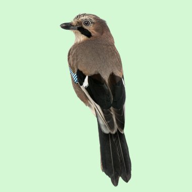 Studio shot of beautiful eurasian jay bird turning its head on uniform green background clipart