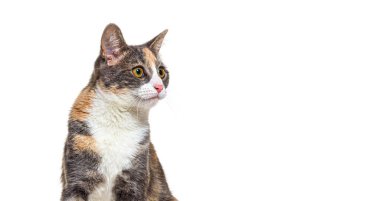 Calico 'nun kafa görüntüsü. Karışık cins kedi, sarı gözlü, izole edilmiş. 