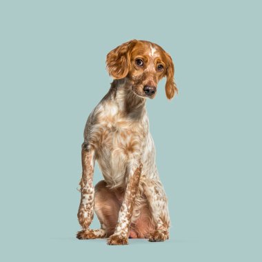 Brittany Spaniel oturuyor ve açık mavi bir arka plana bakıyor.