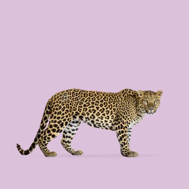 Bir leoparın durduğu ve yüzü mora dönük bir şekilde tam vücut pozu.