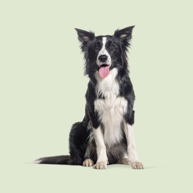 Sınır çoban köpeği açık yeşil arka planda oturuyor ve soluk soluğa kameraya bakıyor.