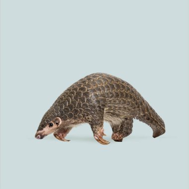 Pangolin yürüyüşünün tam boy görüntüsü, eşsiz ölçeklerini gözler önüne sermesi ve vahşi yaşamı korumayı vurgulaması