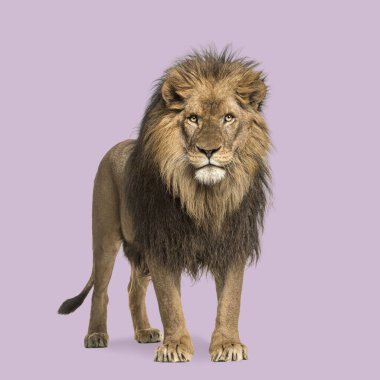 Güçlü bir erkek aslanın canlı mor bir arkaplana karşı durduğu bir stüdyo çekimi.