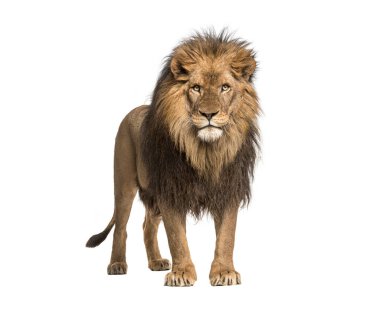 Erkek yetişkin aslan ayakta, Panthera Leo, beyaz üzerinde izole
