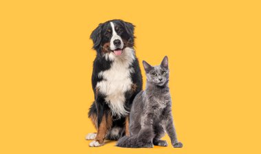 Mutlu Bernese dağ köpeği ve gri Nebelung kedisi birlikte oturup sarı arka planda izole edilmiş kameraya bakıyorlar.