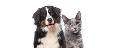 Mutlu Bernese dağ köpeği ve gri Nebelung kedisini birlikte beyaz arka planda izole edilmiş kameraya bakarken.
