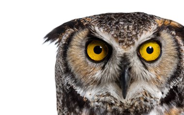 Boynuzlu baykuşun baş görüntüsü, Bubo virginianus saturatus, veya kameraya bakan kaplan baykuş, beyaz üzerine izole edilmiş.