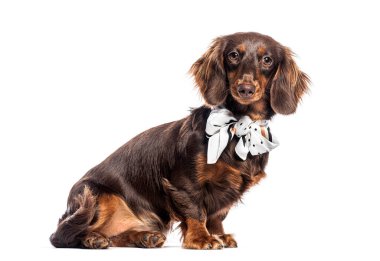 Çikolata ve kahverengi uzun saçlı daksund siyah benekli beyaz bir eşarp takıyor, beyaz arka planda oturuyor ve poz veriyor.