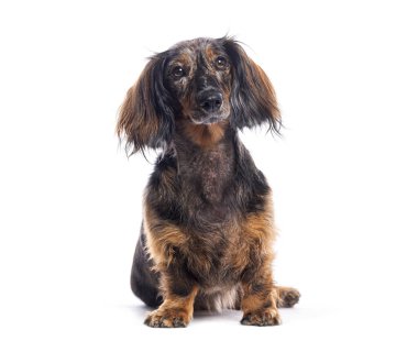 Sevimli uzun saçlı köpek beyaz bir arka planda izole bir şekilde oturur ve bakar.