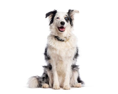 Border collie köpek oturuyor ve soluk soluğa, onun heterokromi gösteren ve siyah gözler, farklı renkli gözler, beyaz arka planda