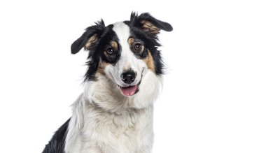 Border collie nefes nefese ve beyaz arka planda gülümsüyor, dili gösteriyor