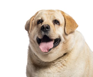 Dört yaşında şişman, nefes nefese bir labrador av köpeğinin beyaz arka planda izole edilmiş bir resmi.