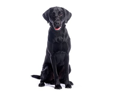 Siyah labrador Retriever 'ın beyaz arka planda otururken ve nefes nefese kalırken çekilmiş güzel bir fotoğrafı.