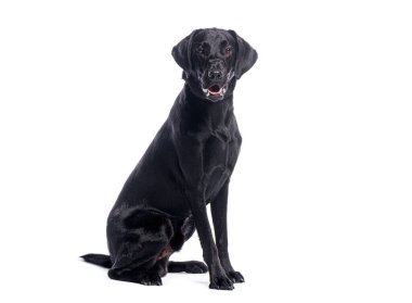 Beyaz arka planda oturan güzel siyah Labrador Retriever 'ın stüdyo fotoğrafı.