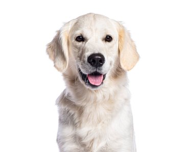 Mutlu Golden Retriever soluk soluğa ve beyaz arka planda gülümseyerek