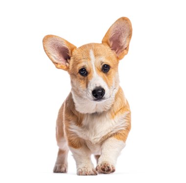 Beyaz arka planda izole edilmiş tatlı pembroke galsh corgi köpek yavrusu yürür ve bakar.