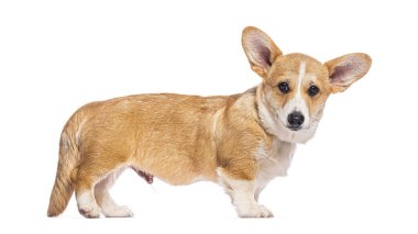 Beyaz bir arka planda duran ve ileriye bakan sevimli Galli Corgi hırkası.
