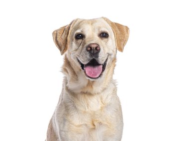 Mutlu Labrador Retriever beyaz bir arka planda nefes nefese ve gülümsüyor