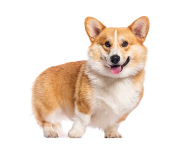 Mutlu Galler Corgi Pembroke soluk soluğa ve beyaz arka planda gülümsüyor, sevimli özelliklerini ve neşeli ifadesini sergiliyor