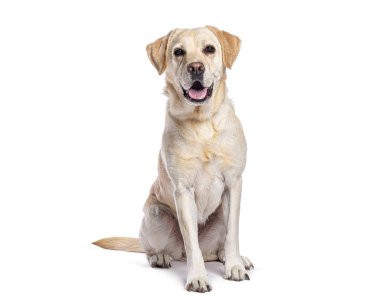 Mutlu yetişkin Labrador Retriever beyaz arka planda oturuyor ve nefes nefese