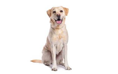 Güzel bir yetişkin Labrador Retriever 'ın beyaz bir arka planda oturup nefes nefese kalmasının stüdyo çekimi.