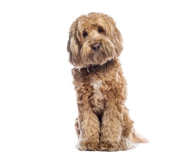 Tatlı Avustralya labradoru köpek yavrusu beyaz arka planda oturuyor ve kameraya bakıyor.