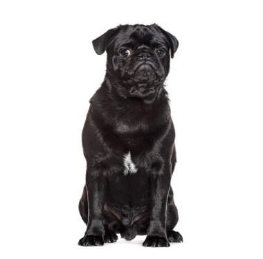 Sevimli siyah pug beyaz bir arka planda oturuyor ve büyüleyici ve kırışık özelliklerini gözler önüne seriyor.
